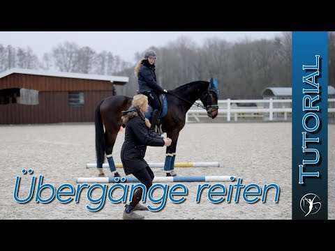Übergänge reiten – Aussitzen, Paraden und halten mit jungen und erfahrenen Pferden trainieren