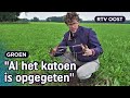 Pieter en Els begraven slipjes in het weiland voor bodemonderzoek | RTV Oost