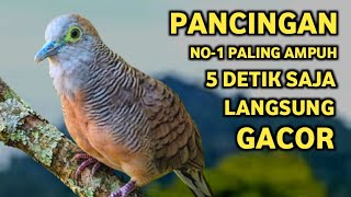 Download lagu Perkutut Lokal Gacor Suara Super Kristal - Pancingan Malas Bunyi (99%AMPUH BANGET) mp3 Download lagu Perkutut Lokal Gacor Suara Super Kristal - Pancingan Malas Bunyi (99%AMPUH BANGET) mp3