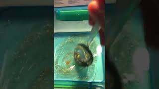 Testing Elmers slime ASMR