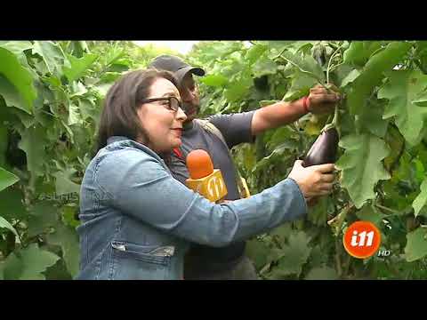 , title : 'Nos fuimos a una plantación de berenjenas'