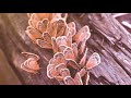 Michael Gin Feat. Dan Robinson: Running With Butterflies (Golan Zocher Remix)