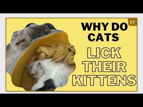 Why do Cats Lick their kittens? (Cat grooming behaviour explained)