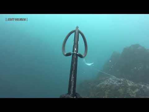 Pesca Submarina Asturias. 2 lances invierno 2020. Jon.