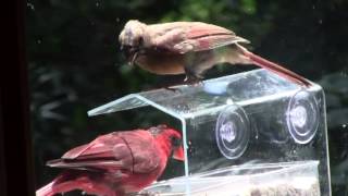 Animal Life On River Road