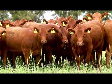 La Paz de Werthein hembras controladas