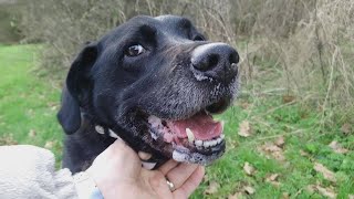 Snoopy Last Update, Post TPLO Surgery (7)