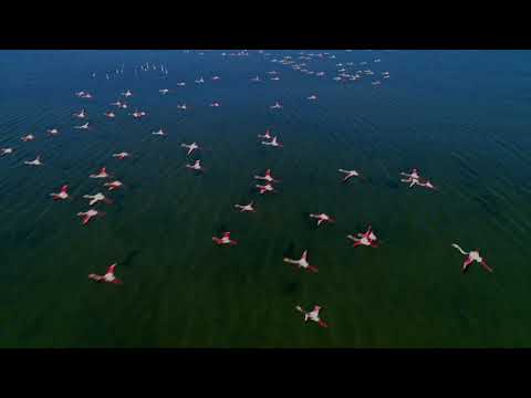 Shenjat e kiametit 19  Shfaqja e shirkut (idhujtarise) në këtë umet