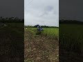 Sesame Crop Harvesting With Tractor In My Fields