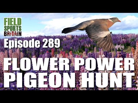 Fieldsports Britain – Flower Power Pigeon Hunt Fieldsports Britain – Flower Power Pigeon Hunt