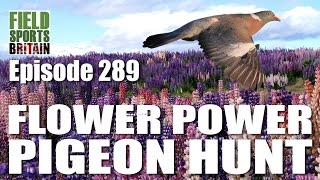 Fieldsports Britain - Flower Power Pigeon Hunt