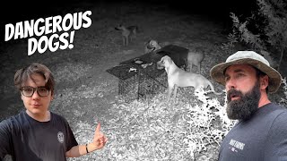 Dealing With Danger @dossfarms!