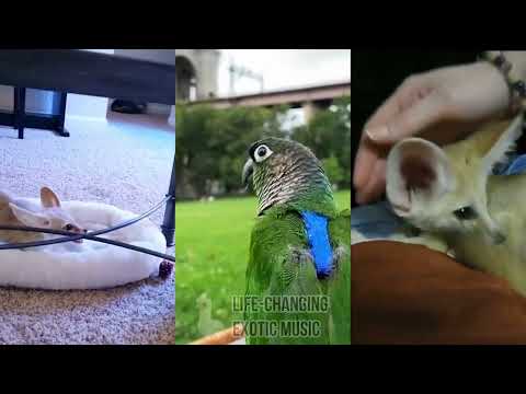 Exotic Animals Cover: We Don't Talk About Bruno (Encanto)