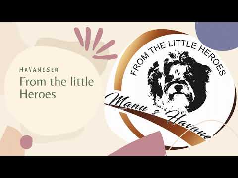 Wunderschöne Welpen aus dem neuen Wurf | Havaneser from the little Heroes