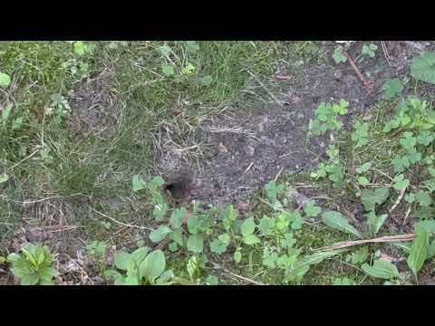 In Ground Yellow Jackets Nest Surprises Homeowner in Matawan, NJ