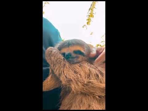 Sloth Memes
