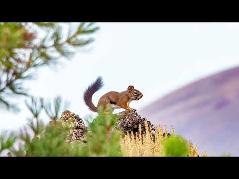 A little slide show exploring Craters of the Moon National Monument.