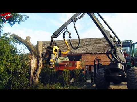 Ścinka około150-letniej Jabłoni