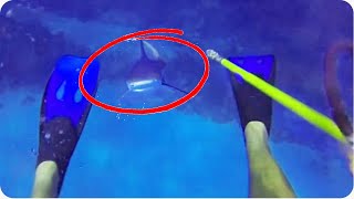 Shark ATTACKS Diver | 70 Feet Deep in Cayman Islands