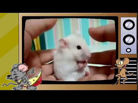 Мыши и Хомяк/Mice and Hamster