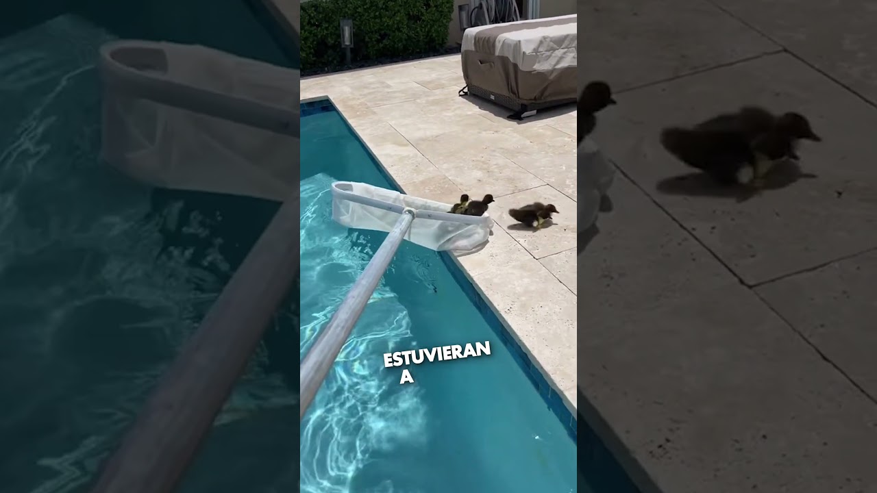 Esta Mamá Pato Salvó a Sus Patitos ❤️