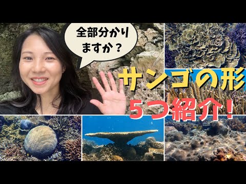 サンゴの種類:特徴と例