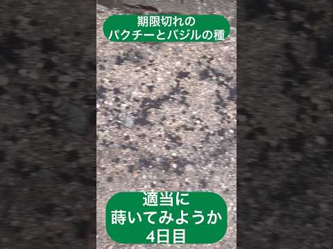 苗にはどんな土を使えばいいのでしょうか？種子の発芽を保証する混合物はこちらです。  庭園