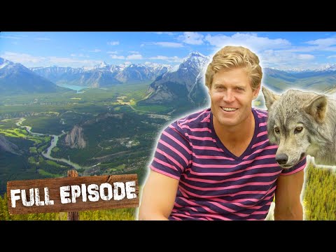 A Close Encounter With Canadian Wolves! | Travels With The Bondi Vet | Season 2 Episode 2 | Untamed