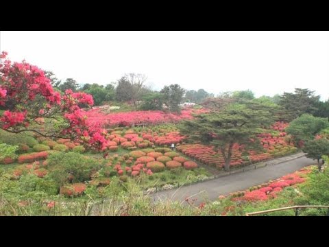 YouTube Video 小室山公園のツツジが見ごろ　静岡・伊東市　園内に広がる真っ赤なツツジのじゅうたん