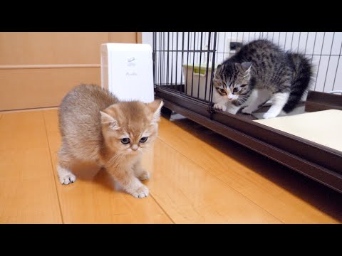 Kitten Coco meets kitten Mimi for the first time