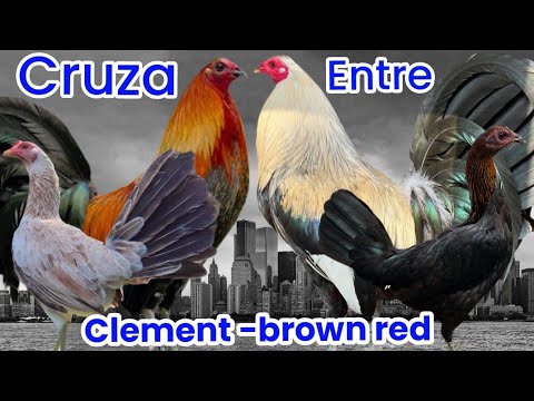 Cross between Clemen and Brown Red @elpoderdelpollo2342