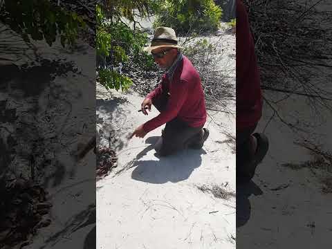 Visitando importantes áreas de nidificación de cocodrilo en la Ciénaga de Zapata.