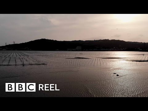 4 Rules from Japan to Live Past the Age of 100