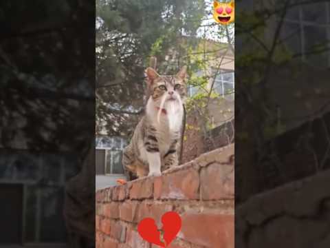 #petlovers#cutecatreaction#funnyvedios