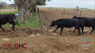 22 Terneros/Terneras de 210 kg - Grupo de Hacienda Cooperativo - Plaza Ganadera