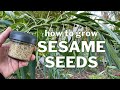 Grow SESAME SEEDS From Seed To Plant To SEEDS