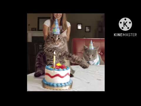 Kevin the cat ruins his birthday cake! 🎂