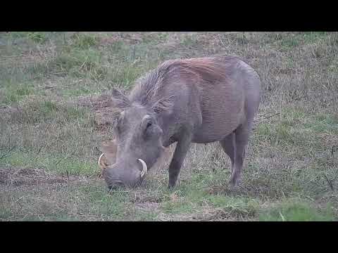Djuma: Warthogs - 14:43 - 10/28/21