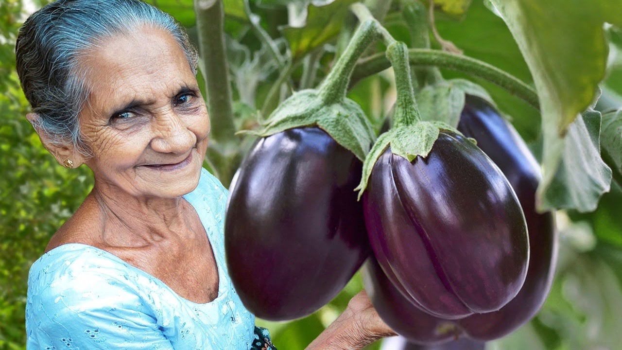 Eggplant Coconut Milk Curry