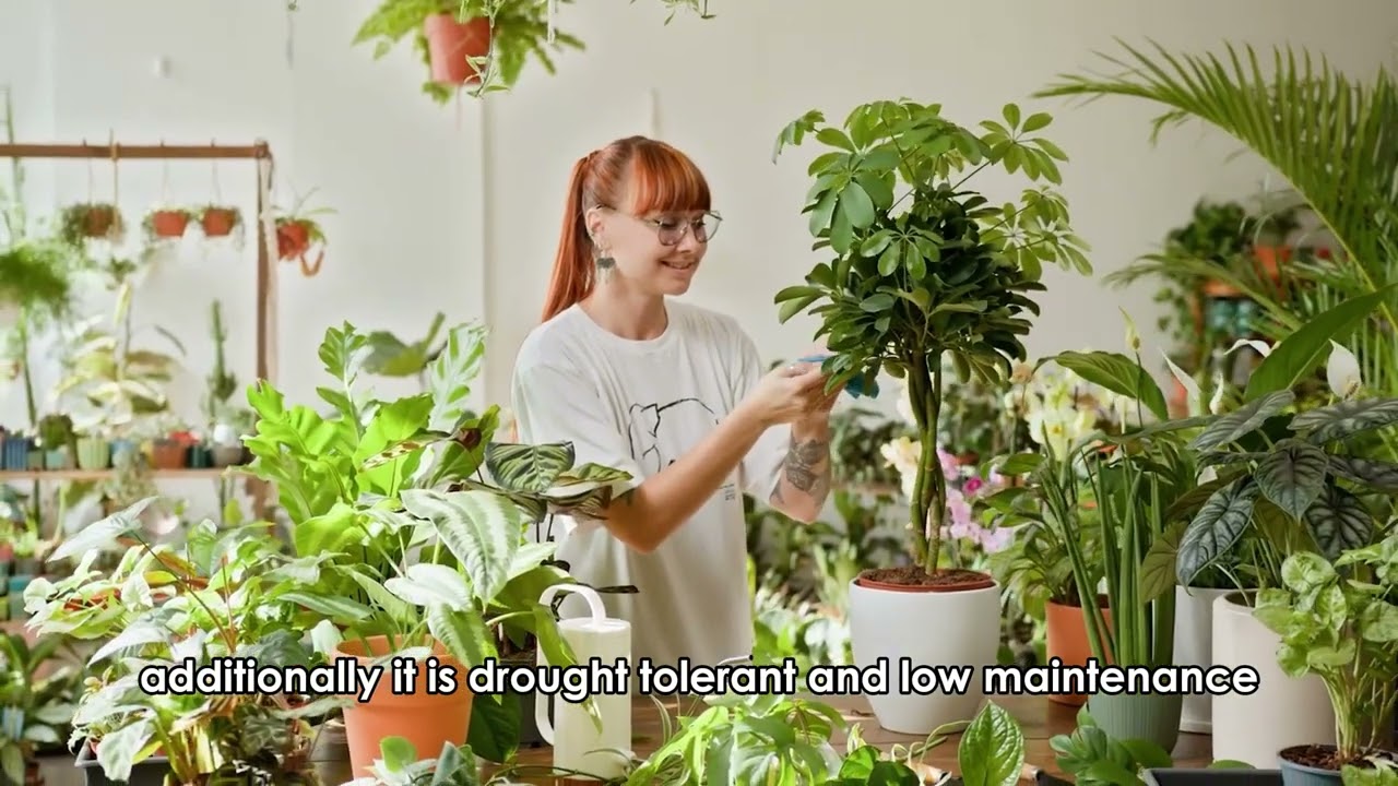 4 Best Climbing Plants