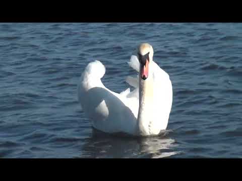 Außenalster Impressionen 2