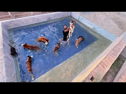 Dogs Swimming Pool Party 🥳