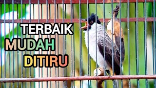 Download lagu Suara Burung Kutilang Gacor KUTILANG FULL ISIAN VARIASI ampuh untuk Masteran Kutilang lain mp3