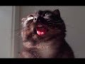 Funny Cats Talking And Yelling Like Humans Compilation