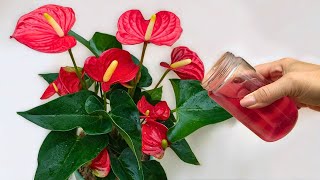 👍🔥 Erstaunlich! Nur ein Glas einmal im Monat und Ihre Blumen blühen ohne Unterbrechung
