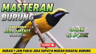 Download lagu Masteran burung cucak cungkok suara jernih jeda 1 menit #masteranburung #cucakcungkokgacor mp3 Download lagu Masteran burung cucak cungkok suara jernih jeda 1 menit #masteranburung #cucakcungkokgacor mp3
