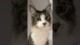 😢😢😢 #shorts #cats #fyp #christian #relatable  #subscribe #youtubeshorts