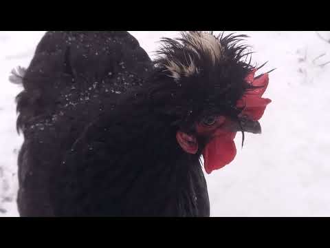 , title : 'Russian crested breed of chickens.  First snow'