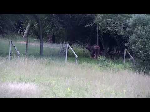 Djuma: Nyalas jumping over the lodge fence - 05:20 - 01/11/2023