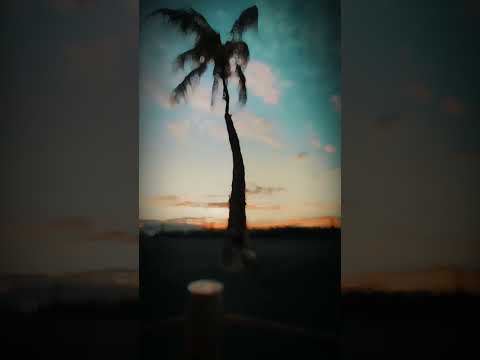 Hawaii Palm Tree on the Wind #hawaii #palm #palmtrees #hawaiilife #sunsetview